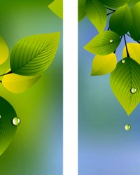 SUMMER LEAVES AND RAINDROPS                                                                                                                                                                                                           
