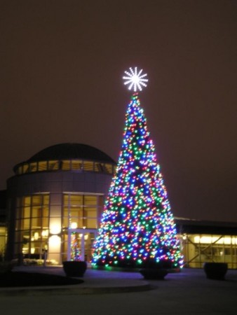 28' OREGON CASCADE FIR TREE WITH C-7 LED LIGHTING