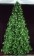 16' Paramount Pine Tree - Daytime View with C-7 LED lights
