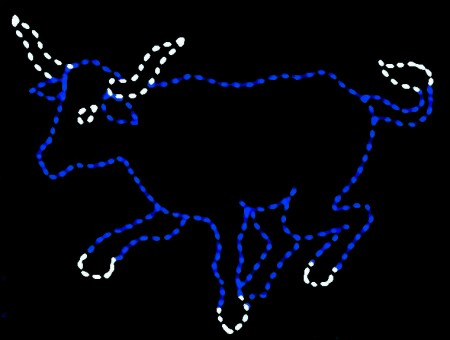 "Babe" - Our Blue Bull