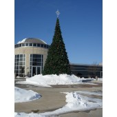 28' Tree with 5' Bethlehem Star - Columbia, MO