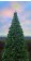Oregon Cascade Fir Tree