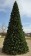 Tannenbaum Tree