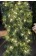 Tannenbaum branch lighted with 5mm mini-lights