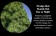 Tannenbaum Tree - Branches
